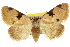 ( - 10ANIC-05970)  @15 [ ] CreativeCommons - Attribution (2010) CBG Photography Group Centre for Biodiversity Genomics