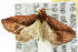  ( - 10ANIC-05975)  @14 [ ] CreativeCommons - Attribution (2010) CBG Photography Group Centre for Biodiversity Genomics