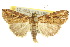  (Pseudogyrtona fulvana - 10ANIC-05978)  @15 [ ] CreativeCommons - Attribution (2010) CBG Photography Group Centre for Biodiversity Genomics