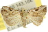  ( - 10ANIC-05980)  @14 [ ] CreativeCommons - Attribution (2010) CBG Photography Group Centre for Biodiversity Genomics