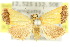  ( - 10ANIC-05997)  @15 [ ] CreativeCommons - Attribution (2010) CBG Photography Group Centre for Biodiversity Genomics