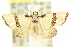  ( - 10ANIC-06005)  @15 [ ] CreativeCommons - Attribution (2010) CBG Photography Group Centre for Biodiversity Genomics