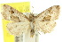  (Narangodes nigridiscata - 10ANIC-06016)  @14 [ ] CreativeCommons - Attribution (2010) CBG Photography Group Centre for Biodiversity Genomics