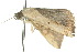  ( - 10ANIC-06026)  @13 [ ] CreativeCommons - Attribution (2010) CBG Photography Group Centre for Biodiversity Genomics