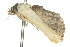  ( - 10ANIC-06027)  @13 [ ] CreativeCommons - Attribution (2010) CBG Photography Group Centre for Biodiversity Genomics