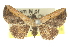  ( - 10ANIC-06028)  @14 [ ] CreativeCommons - Attribution (2010) CBG Photography Group Centre for Biodiversity Genomics