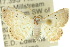  ( - 10ANIC-06034)  @13 [ ] CreativeCommons - Attribution (2010) CBG Photography Group Centre for Biodiversity Genomics