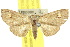  ( - 10ANIC-06035)  @15 [ ] CreativeCommons - Attribution (2010) CBG Photography Group Centre for Biodiversity Genomics
