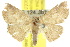  (Oruza megalospila - 10ANIC-06037)  @15 [ ] CreativeCommons - Attribution (2010) CBG Photography Group Centre for Biodiversity Genomics