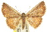  (Oruza crocodeta - 10ANIC-06038)  @14 [ ] CreativeCommons - Attribution (2010) CBG Photography Group Centre for Biodiversity Genomics