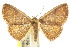  ( - 10ANIC-06039)  @13 [ ] CreativeCommons - Attribution (2010) CBG Photography Group Centre for Biodiversity Genomics