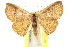  ( - 10ANIC-06040)  @11 [ ] CreativeCommons - Attribution (2010) CBG Photography Group Centre for Biodiversity Genomics