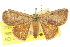  (Oruza cervinipennis - 10ANIC-06041)  @11 [ ] CreativeCommons - Attribution (2010) CBG Photography Group Centre for Biodiversity Genomics