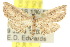  ( - 10ANIC-06043)  @14 [ ] CreativeCommons - Attribution (2010) CBG Photography Group Centre for Biodiversity Genomics