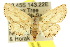  (Hyposada addescens - 10ANIC-06045)  @15 [ ] CreativeCommons - Attribution (2010) CBG Photography Group Centre for Biodiversity Genomics