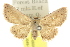  (Eublemmini - 10ANIC-06046)  @15 [ ] CreativeCommons - Attribution (2010) CBG Photography Group Centre for Biodiversity Genomics