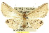  ( - 10ANIC-06047)  @11 [ ] CreativeCommons - Attribution (2010) CBG Photography Group Centre for Biodiversity Genomics