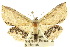  (Hyposada postvittata - 10ANIC-06048)  @15 [ ] CreativeCommons - Attribution (2010) CBG Photography Group Centre for Biodiversity Genomics