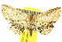  ( - 10ANIC-06049)  @14 [ ] CreativeCommons - Attribution (2010) CBG Photography Group Centre for Biodiversity Genomics