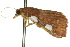  ( - 10ANIC-06053)  @13 [ ] CreativeCommons - Attribution (2010) CBG Photography Group Centre for Biodiversity Genomics