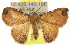  (Corgatha semipardata - 10ANIC-06057)  @15 [ ] CreativeCommons - Attribution (2010) CBG Photography Group Centre for Biodiversity Genomics
