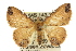  ( - 10ANIC-06058)  @15 [ ] CreativeCommons - Attribution (2010) CBG Photography Group Centre for Biodiversity Genomics