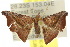  ( - 10ANIC-06060)  @14 [ ] CreativeCommons - Attribution (2010) CBG Photography Group Centre for Biodiversity Genomics