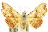  (Corgatha molybdophaes - 10ANIC-06062)  @14 [ ] CreativeCommons - Attribution (2010) CBG Photography Group Centre for Biodiversity Genomics