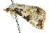  ( - 10ANIC-06064)  @11 [ ] CreativeCommons - Attribution (2010) CBG Photography Group Centre for Biodiversity Genomics