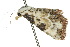  ( - 10ANIC-06066)  @13 [ ] CreativeCommons - Attribution (2010) CBG Photography Group Centre for Biodiversity Genomics