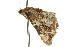  ( - 10ANIC-06067)  @13 [ ] CreativeCommons - Attribution (2010) CBG Photography Group Centre for Biodiversity Genomics