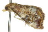  ( - 10ANIC-06068)  @13 [ ] CreativeCommons - Attribution (2010) CBG Photography Group Centre for Biodiversity Genomics