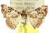  ( - 10ANIC-06069)  @14 [ ] CreativeCommons - Attribution (2010) CBG Photography Group Centre for Biodiversity Genomics