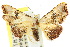  ( - 10ANIC-06072)  @11 [ ] CreativeCommons - Attribution (2010) CBG Photography Group Centre for Biodiversity Genomics