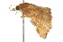  ( - 10ANIC-06073)  @13 [ ] CreativeCommons - Attribution (2010) CBG Photography Group Centre for Biodiversity Genomics