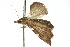  ( - 10ANIC-06074)  @12 [ ] CreativeCommons - Attribution (2010) CBG Photography Group Centre for Biodiversity Genomics