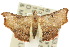  ( - 10ANIC-06076)  @13 [ ] CreativeCommons - Attribution (2010) CBG Photography Group Centre for Biodiversity Genomics