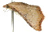  ( - 10ANIC-06078)  @12 [ ] CreativeCommons - Attribution (2010) CBG Photography Group Centre for Biodiversity Genomics