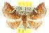  (Corgatha miltophyres - 10ANIC-06079)  @15 [ ] CreativeCommons - Attribution (2010) CBG Photography Group Centre for Biodiversity Genomics