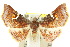  ( - 10ANIC-06080)  @15 [ ] CreativeCommons - Attribution (2010) CBG Photography Group Centre for Biodiversity Genomics