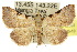  (Oglasa costiplaga - 10ANIC-06082)  @15 [ ] CreativeCommons - Attribution (2010) CBG Photography Group Centre for Biodiversity Genomics
