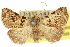  (Oglasa - 10ANIC-06085)  @15 [ ] CreativeCommons - Attribution (2010) CBG Photography Group Centre for Biodiversity Genomics