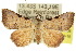  (Oglasa sp. ANIC1 - 10ANIC-06086)  @15 [ ] CreativeCommons - Attribution (2010) CBG Photography Group Centre for Biodiversity Genomics