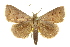  (Bocula sejuncta - 10ANIC-06088)  @15 [ ] CreativeCommons - Attribution (2010) CBG Photography Group Centre for Biodiversity Genomics