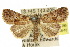  ( - 10ANIC-06095)  @15 [ ] CreativeCommons - Attribution (2010) CBG Photography Group Centre for Biodiversity Genomics