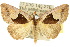  ( - 10ANIC-06099)  @14 [ ] CreativeCommons - Attribution (2010) CBG Photography Group Centre for Biodiversity Genomics