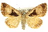  ( - 10ANIC-06100)  @14 [ ] CreativeCommons - Attribution (2010) CBG Photography Group Centre for Biodiversity Genomics