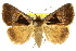  ( - 10ANIC-06101)  @15 [ ] CreativeCommons - Attribution (2010) CBG Photography Group Centre for Biodiversity Genomics
