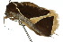  ( - 10ANIC-06103)  @12 [ ] CreativeCommons - Attribution (2010) CBG Photography Group Centre for Biodiversity Genomics