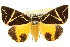  ( - 10ANIC-06107)  @11 [ ] CreativeCommons - Attribution (2010) CBG Photography Group Centre for Biodiversity Genomics